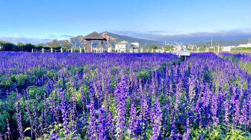 Taichung Zhongshe Flower Market + Miyahara Ophthalmology + Gaomei Wetlands one-day tour