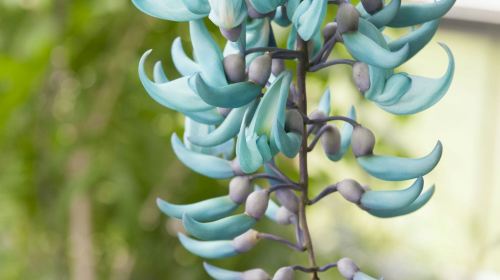 Hortus Botanicus Leiden: Skip The Line Ticket Adult