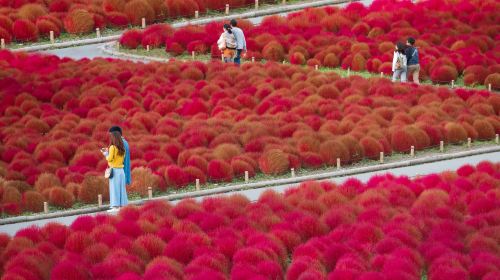 Ibaraki Autumn Special – Hitachi Seaside Park