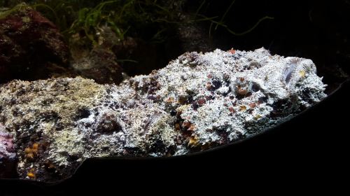 Aquarium d'Amneville