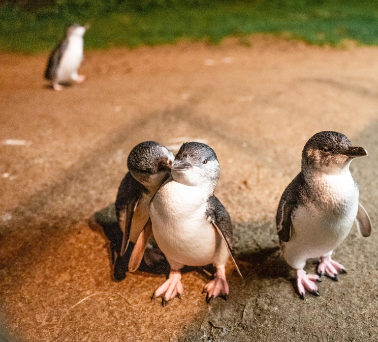 Melbourne: Puffing Billy Railway & Penguin Parade Day Tour