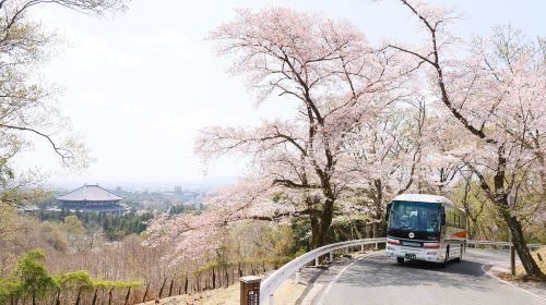 Nara Tōdai-ji, Mount Wakakusa, Kohfukuji Temple and Kasugataisha Shrine sightseeing bus