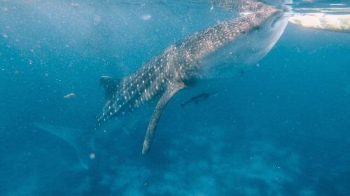 Cebu: Oslob Whale Shark Watching + Badian Kawasan Falls canyon adventure 1-day tour