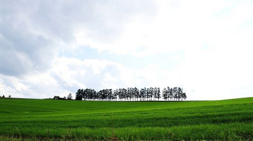 [Biei/Furano] One-day sightseeing by private car! Day Tours