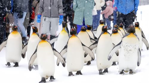 Hokkaido Asahiyama Zoo + Ningle Terrace + Shirahige Waterfall 1-day tour|Group of 9–13 people available Day Tours