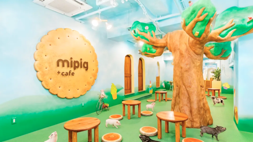 Popular therapeutic pig cafe interactive experience