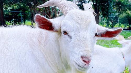 E-Long Goat Farm