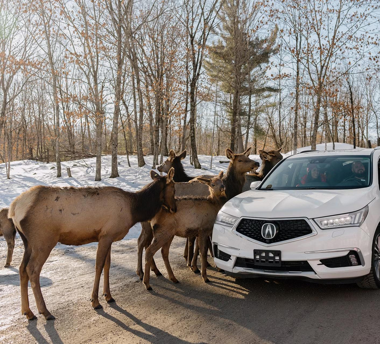 Montebello, QC: General Admission to Parc Omega