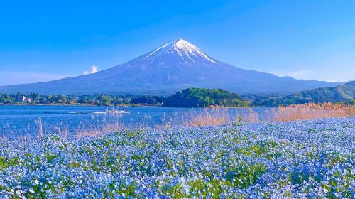 Mount Fuji Day Trip from Tokyo: Instagram-Famous Spot Hopping | Arakurayama Sengen Park&Hikawa Clock Shop&Oshino Hakkai&Kawaguchiko Lawson&Lake Kawaguchi Oishi Park Day Tours