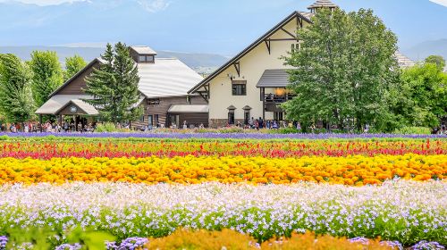 Furano 1-Day Tour: Patchwork Road, Shirogane Blue Pond & Farm Tomita