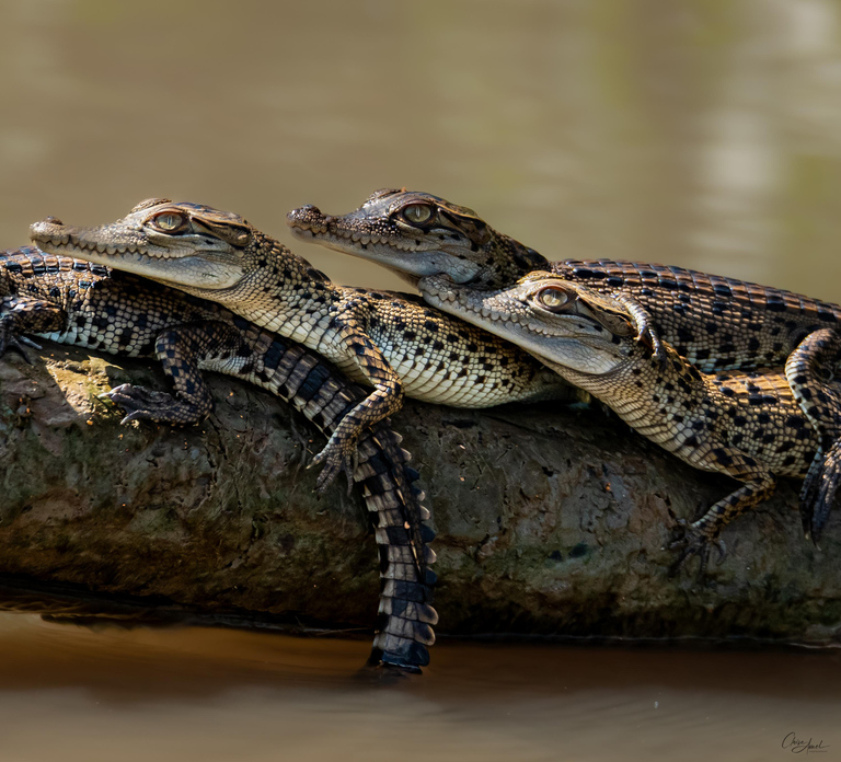 Darwin: Adelaide River Cruises, Jumping Crocodile Experience