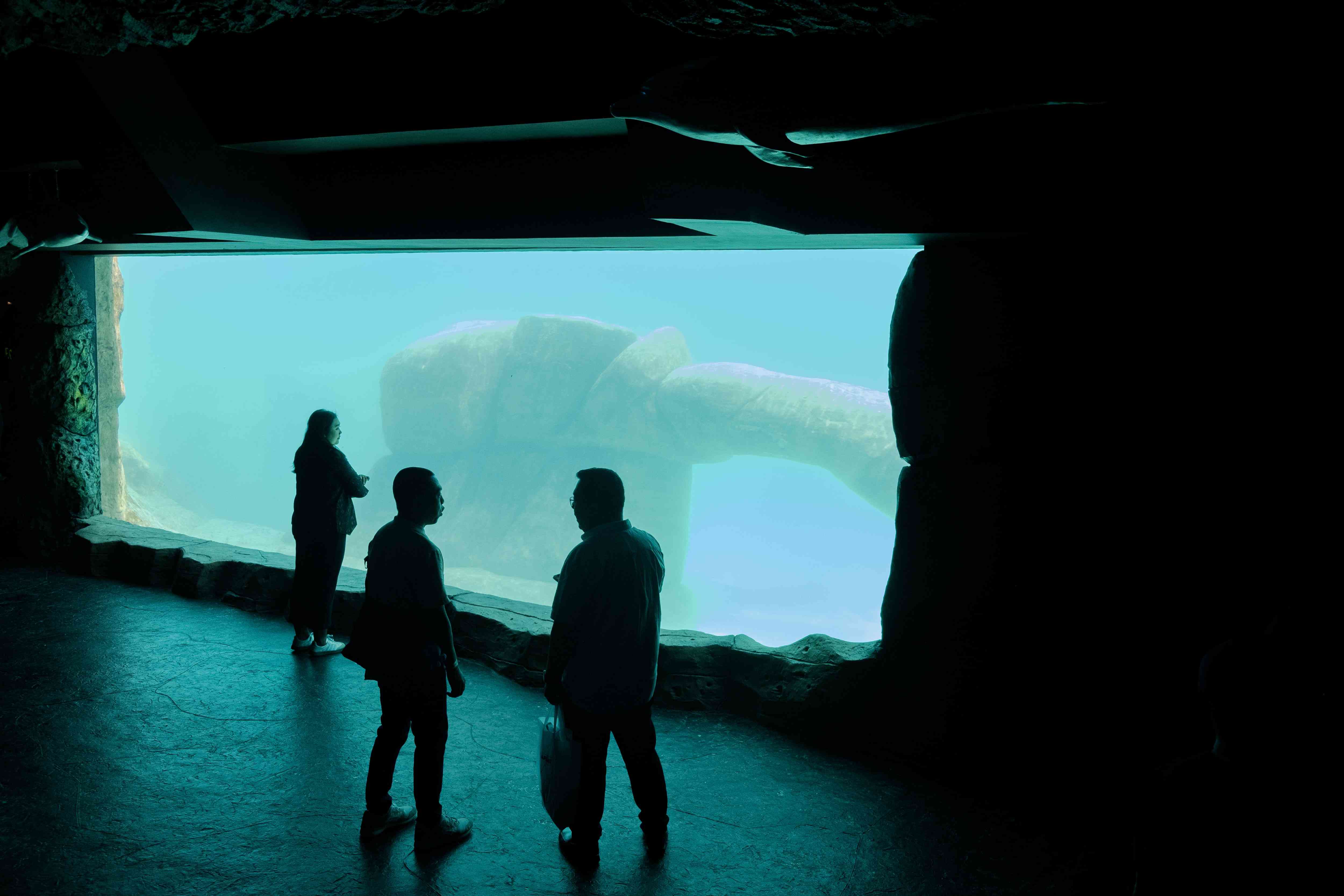 Seahorse - General Day Admission