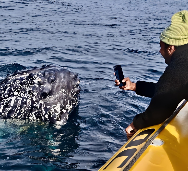 Noosa: Noosa Whale Watching Tour
