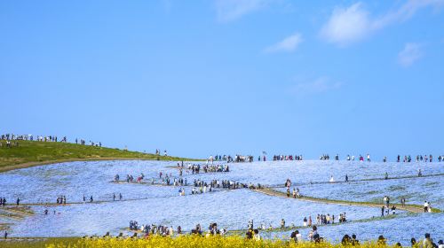 Ibaraki Hitachi Seaside Park + Kamiiso no Torii + Nakaminato Fish Market Flower Sea 1-day tour