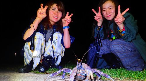 Okinawa Ishigaki Island Night Starry sky and Jungle night tour Day Tours