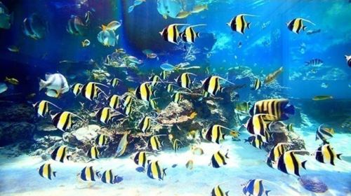 Naha: North Okinawa Sightseeing Tour & Churaumi Aquarium Day Tours