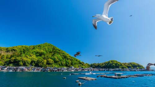 1-day tour to Ine boat houses, Amanohashidate, Chionji Temple and Revolving Bridge
