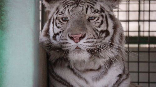 Shirotori Zoo