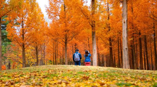 Mt. Seoraksan National Park + Nami Island One Day Tour – Depart From Seoul • Natural Breathtaking View