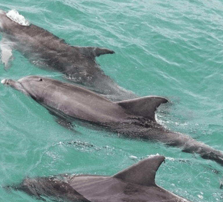 Sydney: Jervis Bay Day Trip with Dolphins, Roos & Beach Time