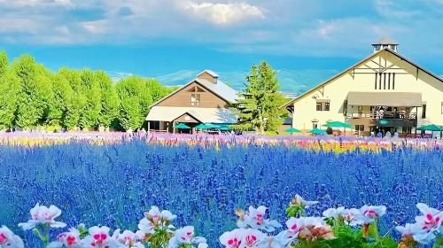 Get a coupon and save instantly [Optional 9-person private tour] Hokkaido Furano + Biei Blue Pond + Shirahige Falls Day Tours