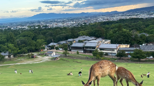 Kyoto + Nara Park + Fushimi Inari Park Day Trip | Small Group Tour (9 people) Available Day Tours
