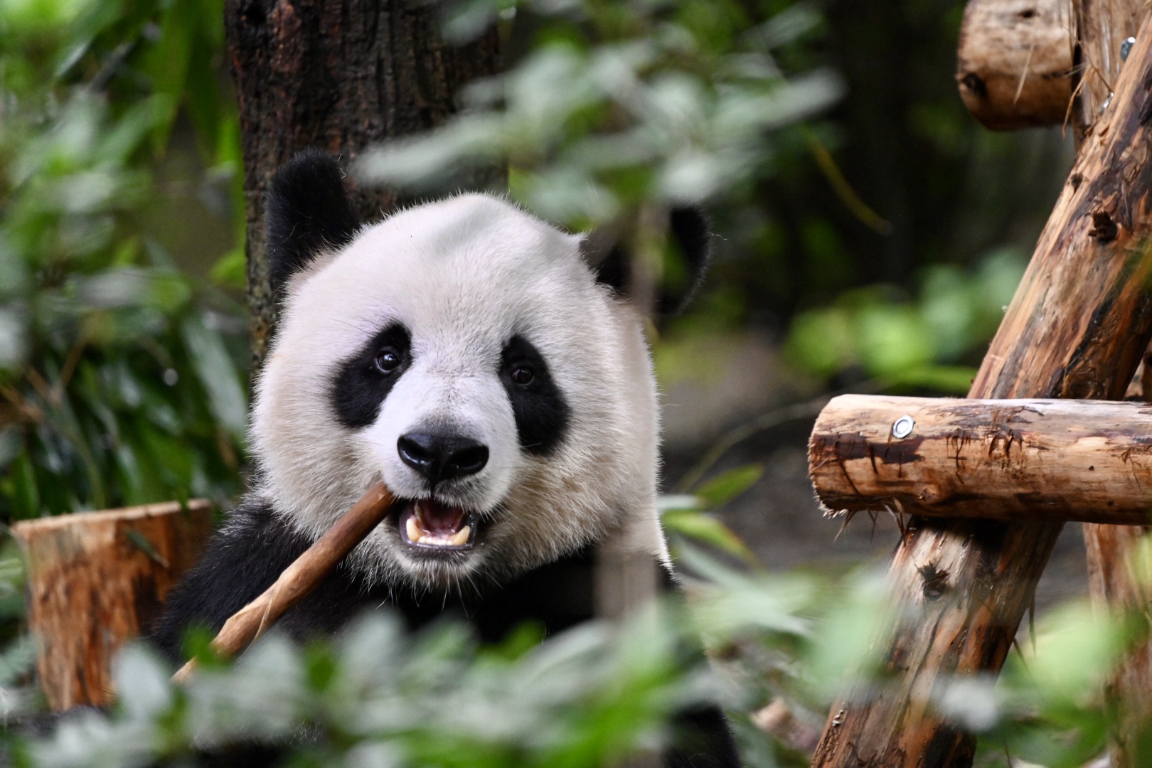 Chengdu Panda Park Daily Bus Tour with Tickets by CITS XZANBUS