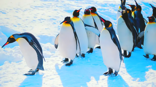 Hokkaido Day Tour: Asahiyama Zoo + Blue Pond +Shirahige Waterfall | Zoo Tickets Included Day Tours