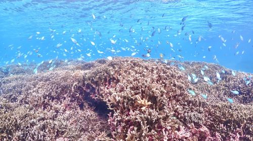Okinawa Chako Travel