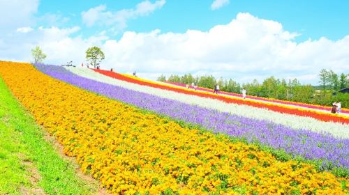 Biei, Hokkaido 1-Day Tour: Shirogane Blue Pond, Shikisai-no-Oka & Farm Tomita from Sapporo