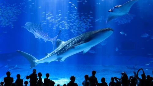 Rado Churaumi Bus | Churaumi Aquarium (Admission Included) Okinawa Day Trip Bus Tour Day Tours