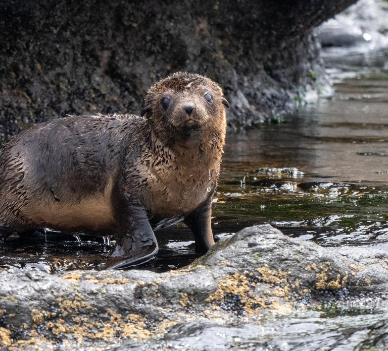 Philip Island: Seal Watching Cruise