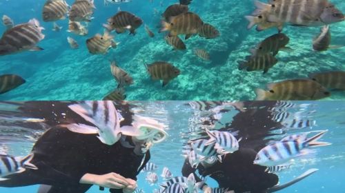 Okinawa blue cave snorkeling | Shore entry - no seasickness - available for ages 6+ - non-swimmers welcome Day Tours
