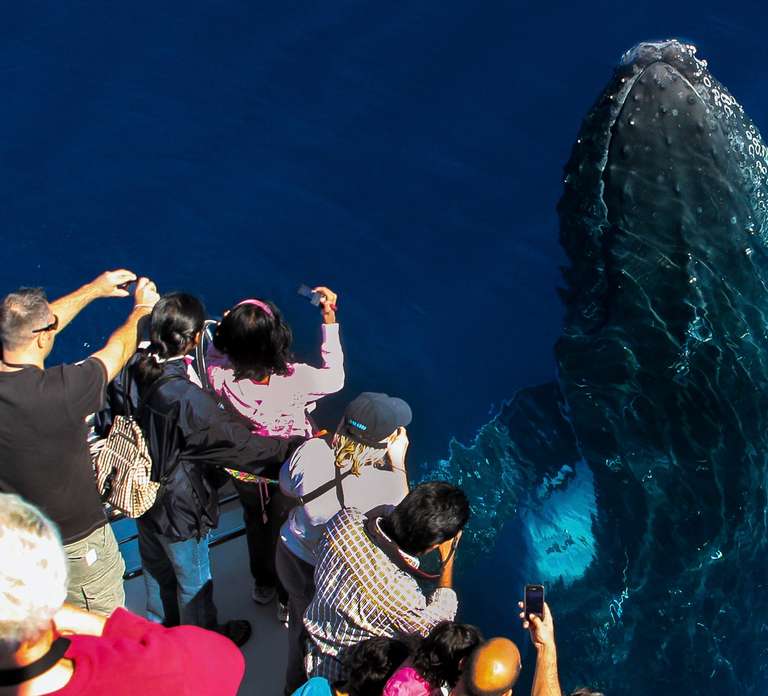 Gold Coast: Premium Whale Watching Cruise