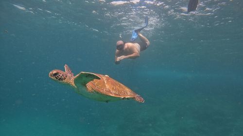 Private Snorkeling with turtles with BBQ food