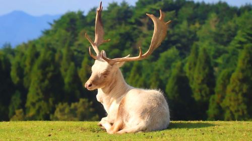 one-day tour of Kyushu Zoo in Oita,Ghibli Town & Animal Interaction Tour