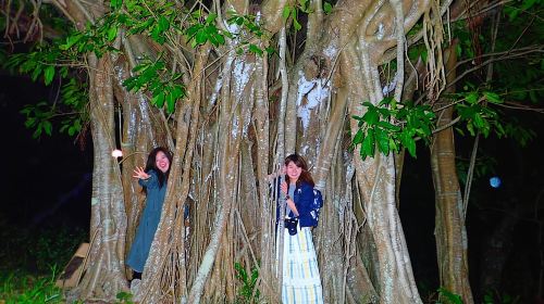 Okinawa Ishigaki Island Night Starry sky and Jungle night tour Day Tours