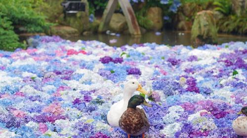 Oarai Isosaki Shrine Torii + Nakaminato Seafood Market + Hitachi Seaside Park one-day tour (Ibaraki flower fields)