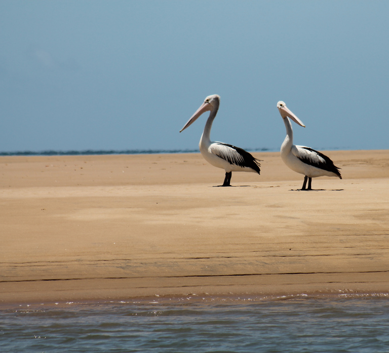 Town 1770: Afternoon Coastline Tour