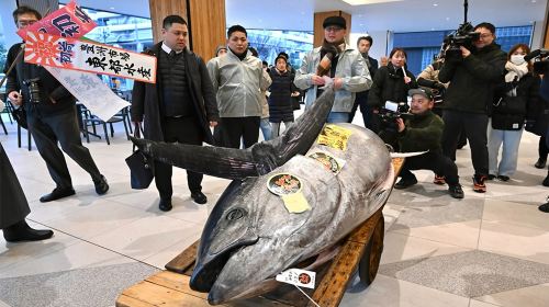 Tokyo: Toyosu Tuna Auction &Tsukiji Market Gourmet Adventure Day Tours