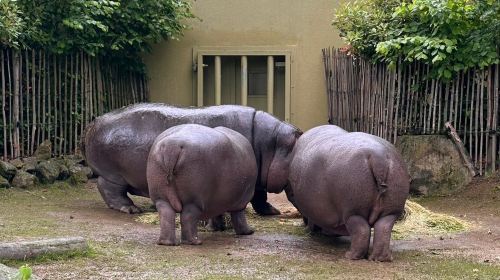 Cologne Zoological Garden