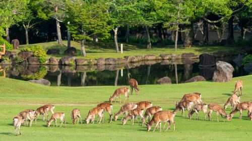 Kyoto Nara Uji 1-day Tour – Fushimi Inari Taisha & Nara Park & Byodoin Temple in Uji