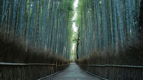 Kyoto Early Morning Tour with English-Speaking Guide Day Tours