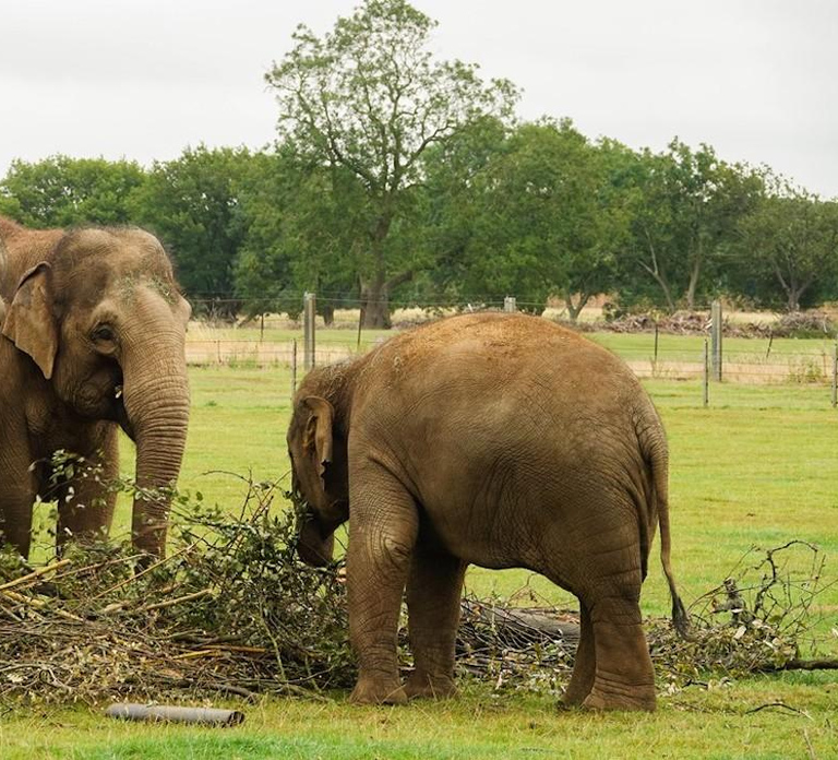 Dunstable: Whipsnade Zoo Full-Day Entrance Ticket