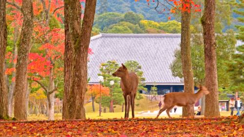 One-Day Tour in Kyoto and Nara