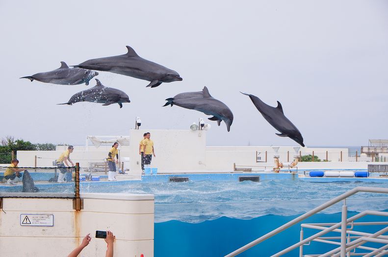 Classic Day Tour in Northern Okinawa