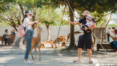 Paradise of deer