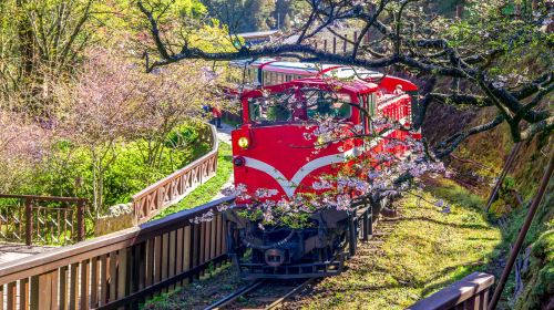 Alishan National Forest Recreation Area Day Tour From Taichung/Chiayi/Kaohsiung Day Tours