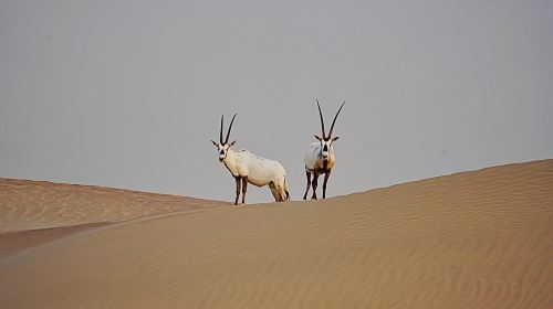 Dubai Desert Safari Camp