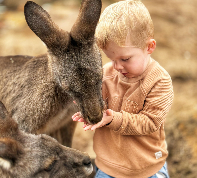 Bonorong Wildlife Sanctuary Half-Day Tour from Hobart